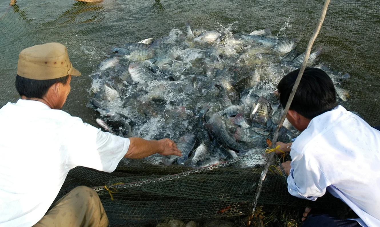 Viet Nam and the U.S. cooperate to promote tilapia value chain